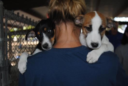 Austin Pets Alive puppy rescue